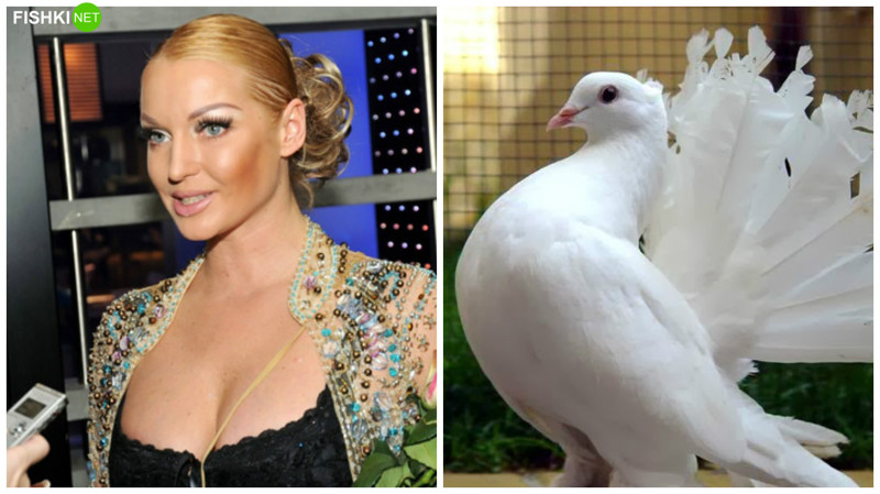 Анастасия Волочкова и расфуфыренный голубь животные, знаменитости, прикол, сходство