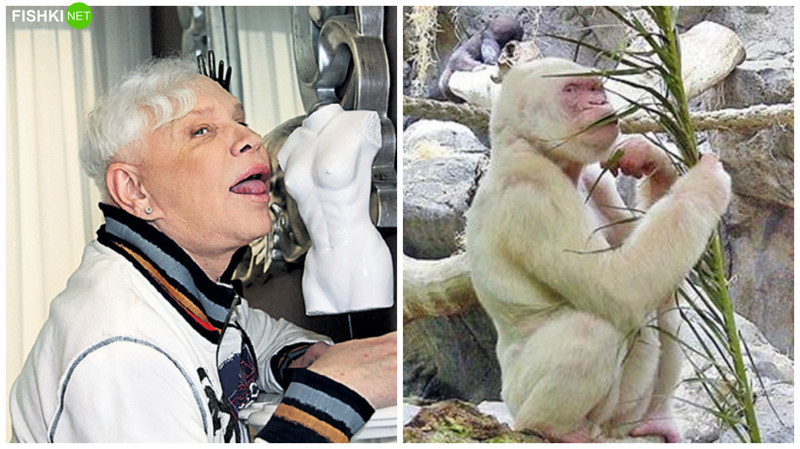 Борис Моисеев и горилла-альбинос животные, знаменитости, прикол, сходство