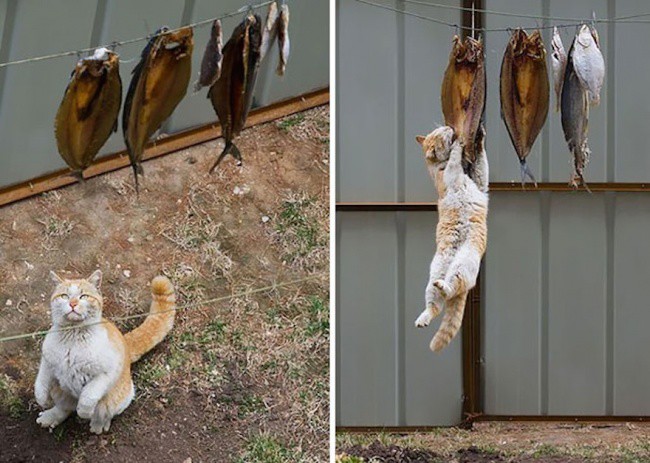 Супер-фото котів, яких заскочили на крадіжці - фото 6