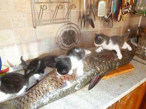 Супер-фото котів, яких заскочили на крадіжці - фото 17