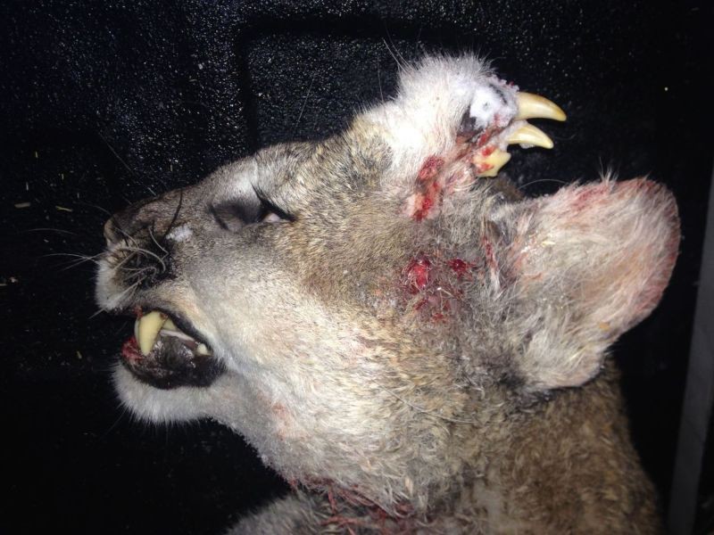 Охотник застрелил пуму с клыками на затылке