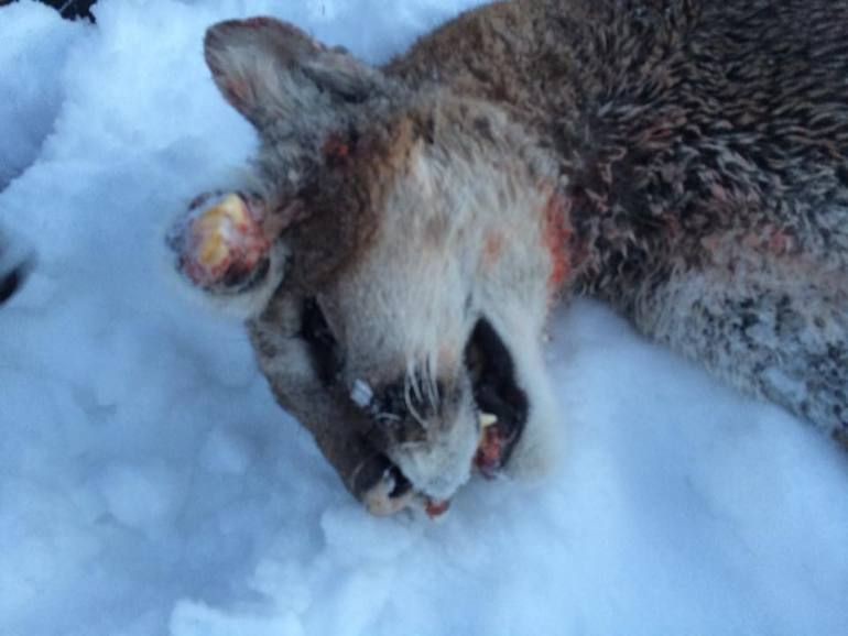 Охотник застрелил пуму с клыками на затылке