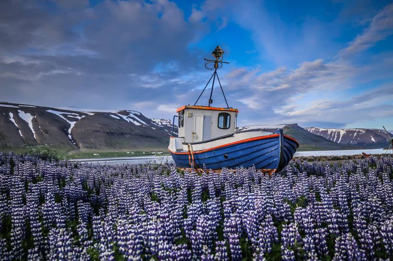 И захватывающие дух поля люпинов в Исландии приключения, путешествия