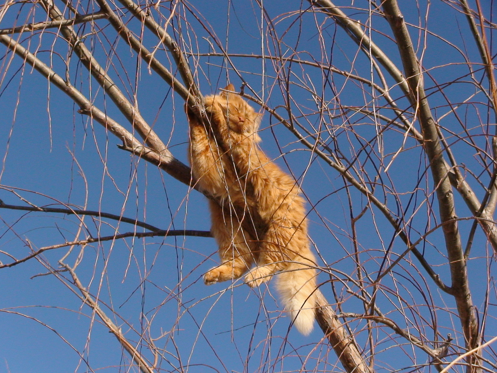 Кот на дереве животные, кадр, люди, фото, фотоподборка