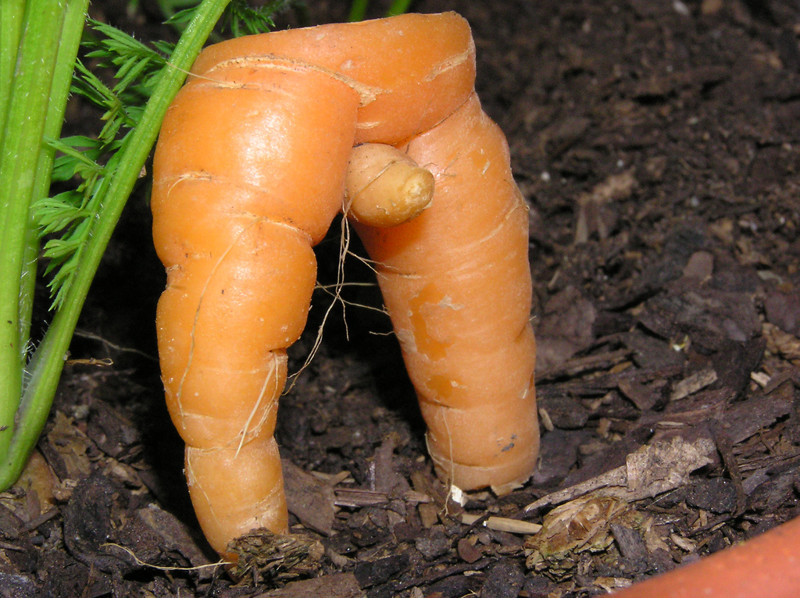 Просто морковка, ничего необычного. Тест на испорченность, воображение, показалось, прикол, фрейд, юмор