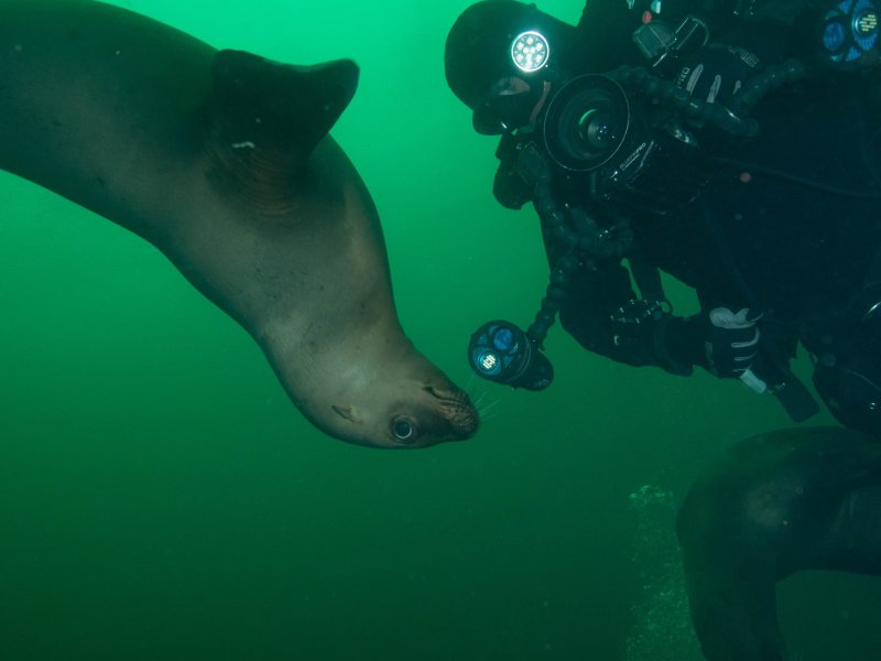 Встреча с тюленем животные, кадр, люди, фото, фотоподборка
