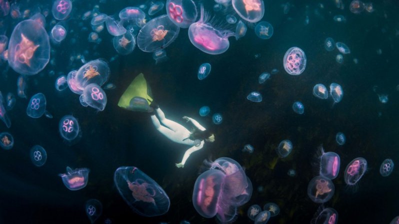 Заплыв с медузами  животные, кадр, люди, фото, фотоподборка