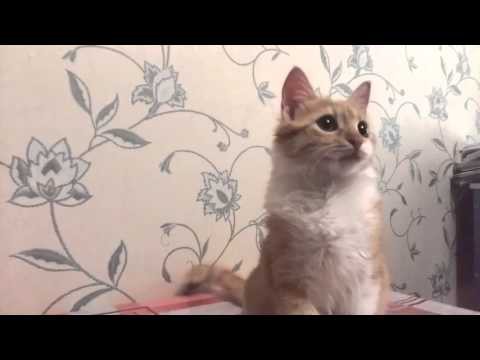 Очень разговорчивый котик Очень разговорчивый котик