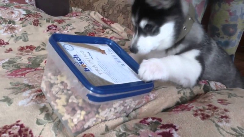 Печеньки для Кая / Хаски Кай / Cookies for Kai / Kai Husky Печеньки для Кая / Хаски Кай / Cookies for Kai / Kai Husky