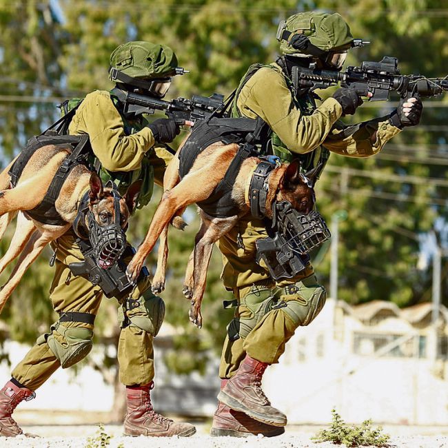 Переноска тактических собак в израильской армии армия, служба, собаки