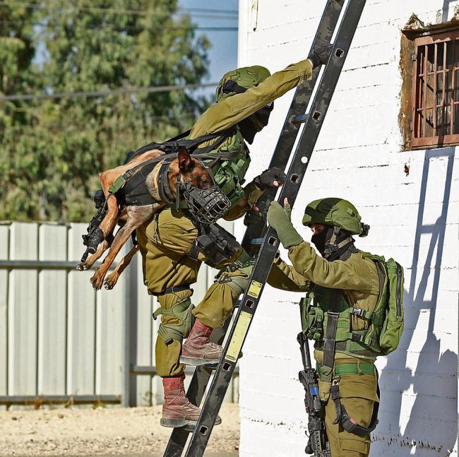 Переноска тактических собак в израильской армии армия, служба, собаки