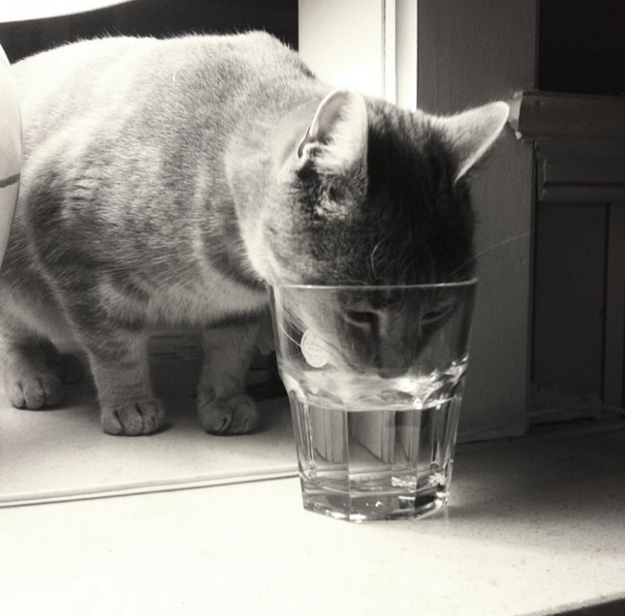 21. Когда кошке хочется попить именно из твоего стакана жизнь, кошка, ситуация