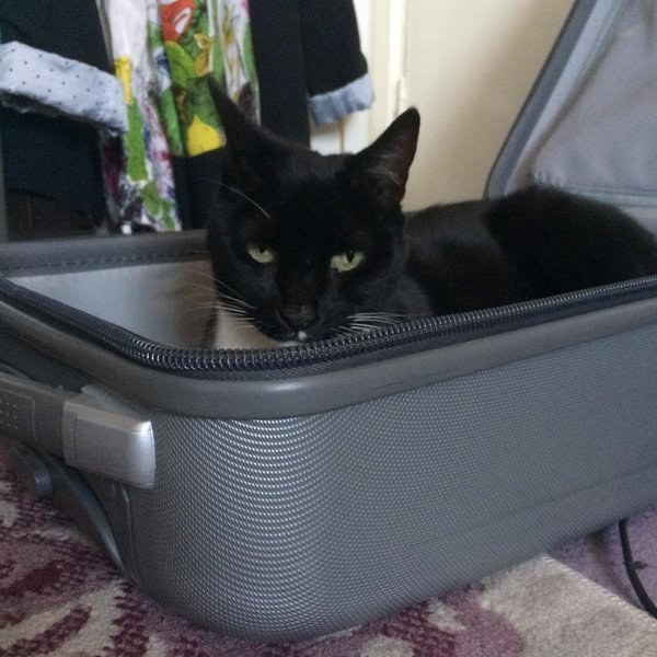 3. Попытка собрать чемодан  жизнь, кошка, ситуация