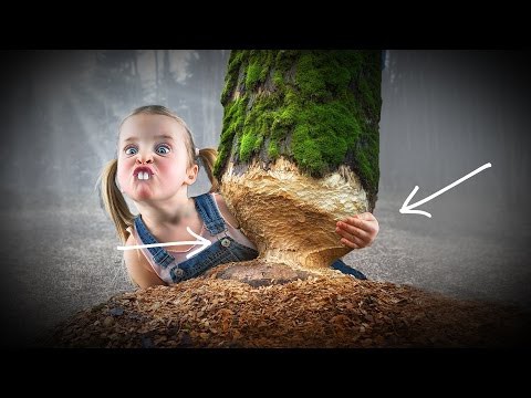 МЫ МОЖЕМ ОТРАЩИВАТЬ ЗУБЫ? МЫ МОЖЕМ ОТРАЩИВАТЬ ЗУБЫ?