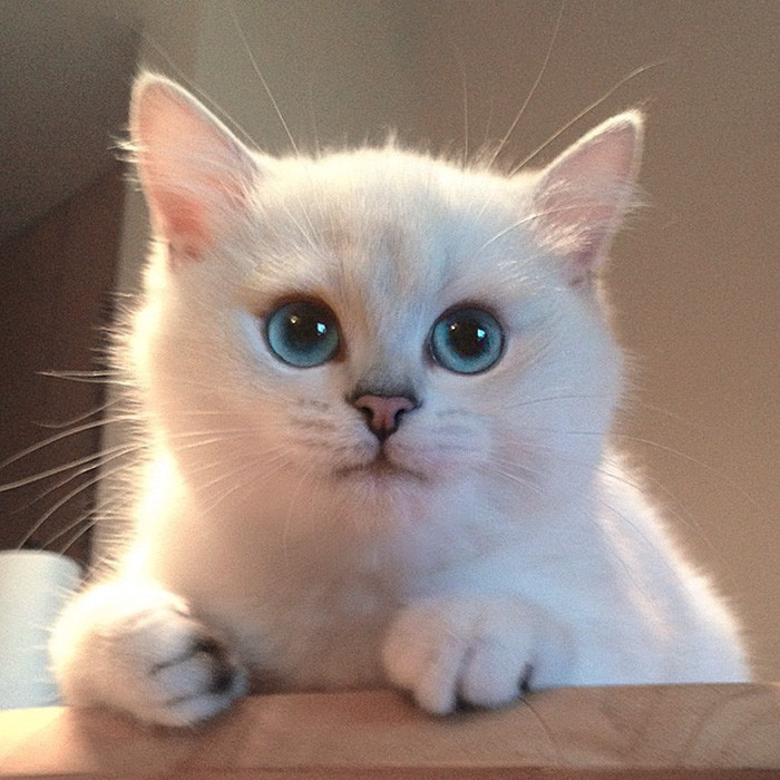 Встречайте кота с самыми красивыми в мире глазами животные, коты, красота