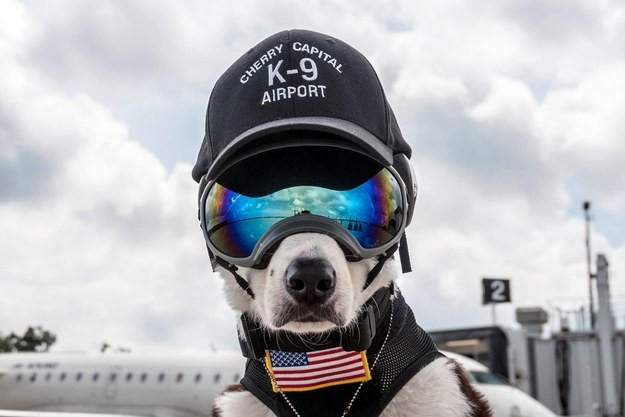 Airport Dog