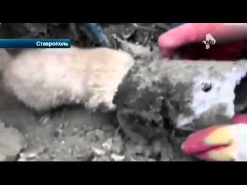 В Ставрополе мужчина спас кота" В Ставрополе мужчина спас кота"