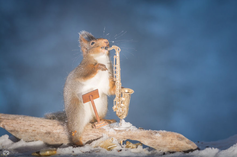 Саксофонист  белка, музыка, фото
