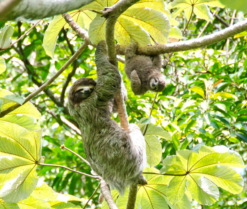 Ленивцы на дереве животные, кадр, люди, фото, фотоподборка