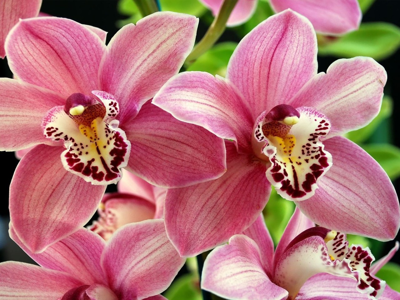 Орхидея Гули