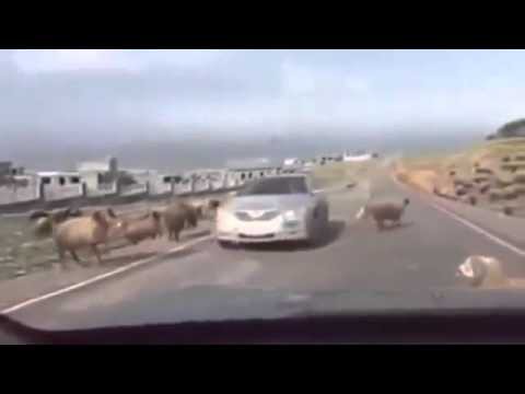 Кэмри наказана! Кэмри наказана!