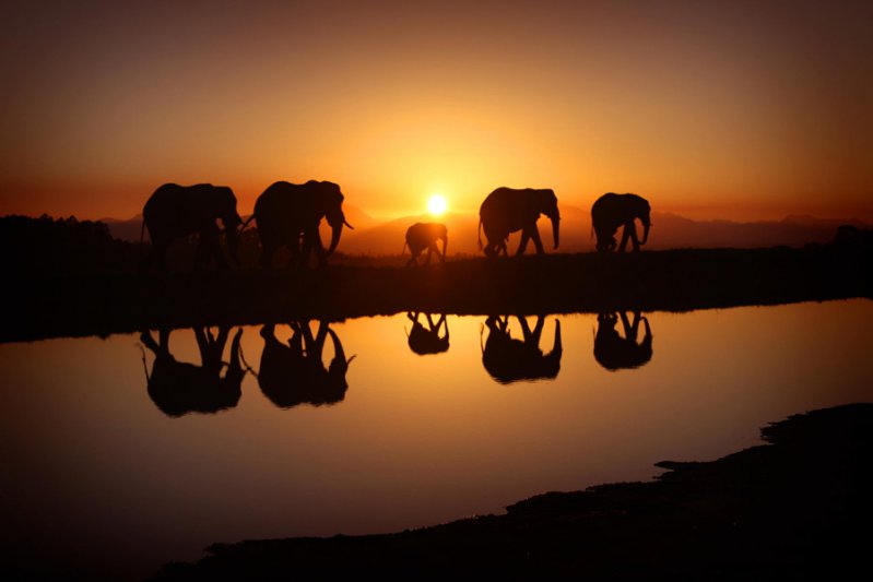 Слоны на восходе солнца животные, милота