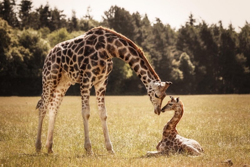 Жирафы животные, милота