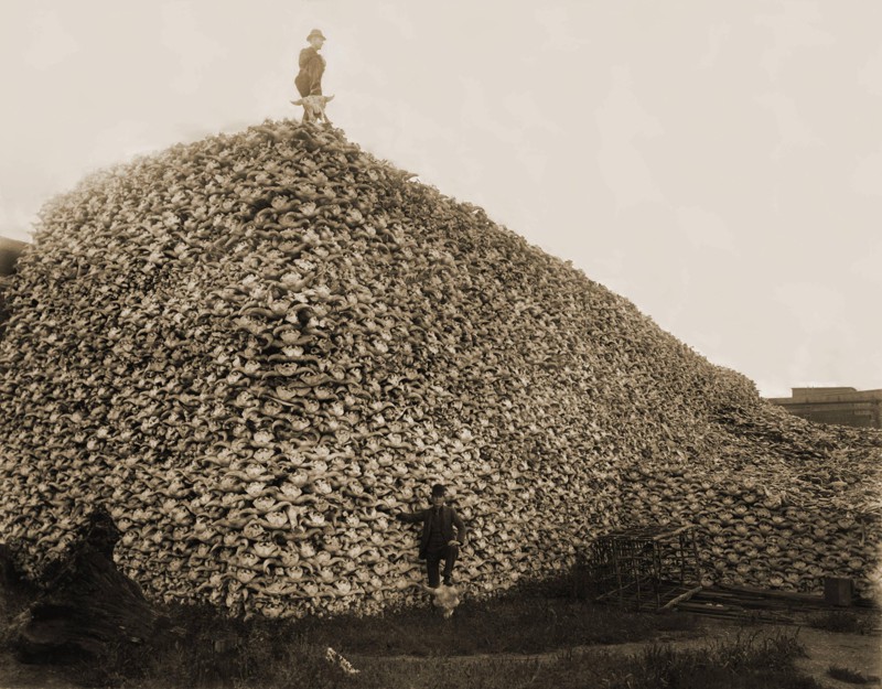 7. Гора, целиком состоящая из черепов американских бизонов исторические фото, история, ужасы, факты
