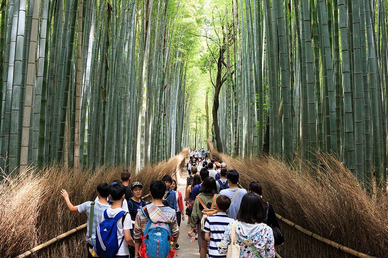 24. Исследование бамбуковых рощ Арасиямы в Японии ожидание и реальность, путешествия, туризм