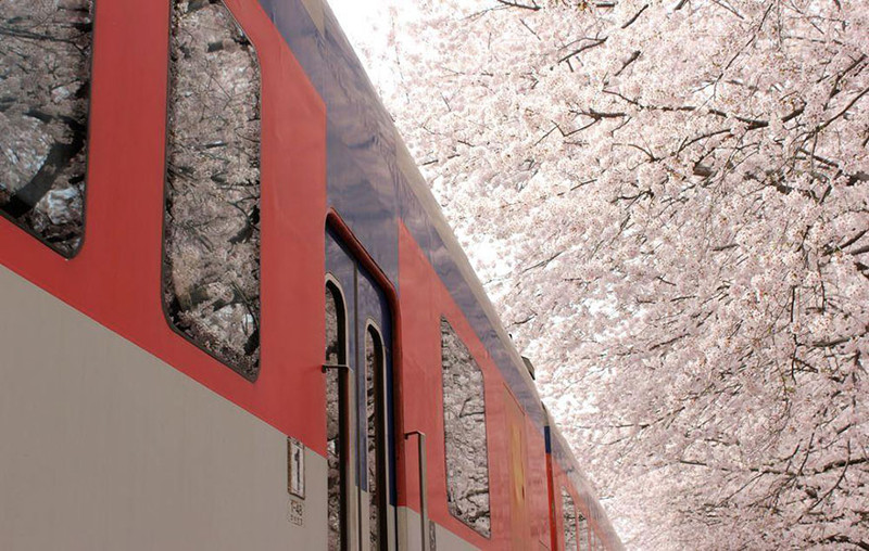 Весенний поезд весна, сакура, цветы, япония