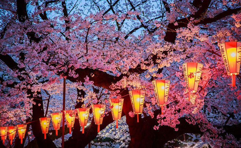 Вишня вечером весна, сакура, цветы, япония