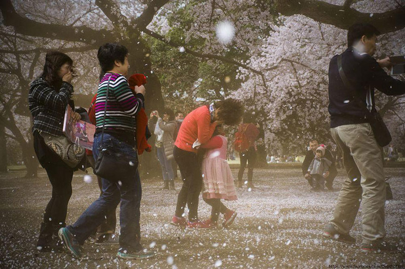 Лавина лепестков сакуры весна, сакура, цветы, япония