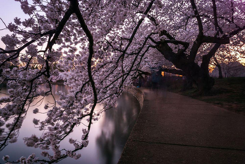 Цветочный тоннель весна, сакура, цветы, япония