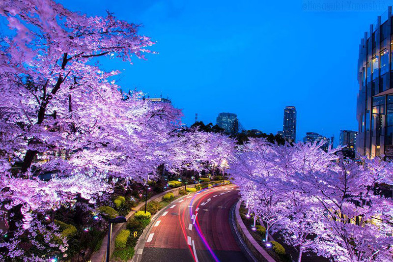 Розовая сакура и неоновый свет весна, сакура, цветы, япония