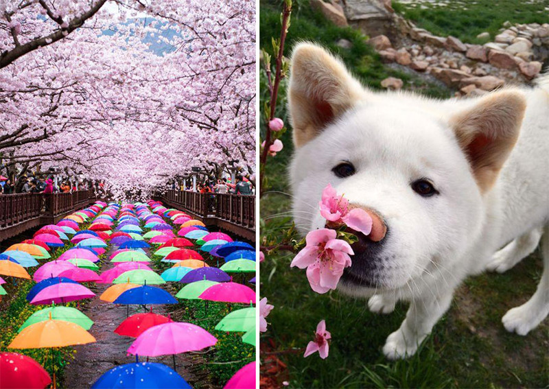 Весеннее цветение радует всех! весна, сакура, цветы, япония