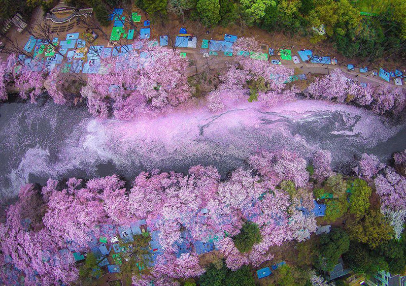 Река и сакура весна, сакура, цветы, япония