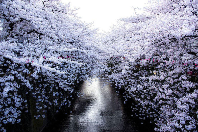 Белая стена весна, сакура, цветы, япония