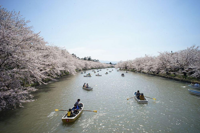 Фестиваль цветения сакуры в Японии весна, сакура, цветы, япония