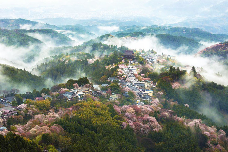Туманные земли весна, сакура, цветы, япония