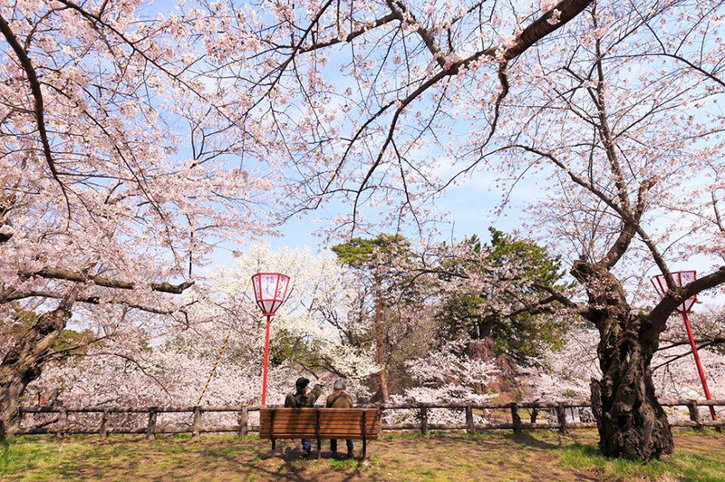 Пожилая пара весна, сакура, цветы, япония