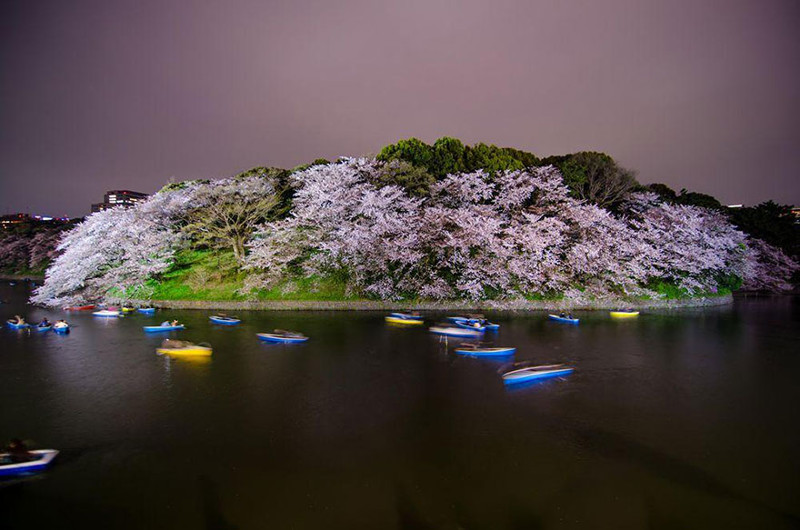 Парк Чидори-га-фучи весна, сакура, цветы, япония