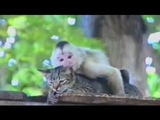 Что на уме у этой макаки? Что на уме у этой макаки?