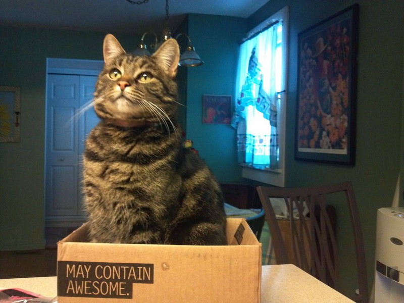Потому что они знают, как использовать коробки во благо… животные, коты