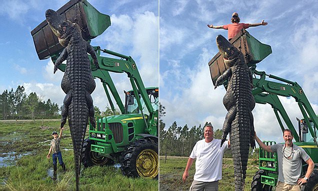 Охотники убили 363-килограммового аллигатора, который пожирал коров с фермы аллигатор, размер