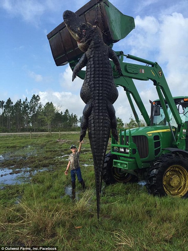Ли Лайтси, владелец фермы, и Блейк Годвин, охотник, 2 апреля выследили в одном из прудов аллигатора, терроризирующего и пожирающего скот. аллигатор, размер