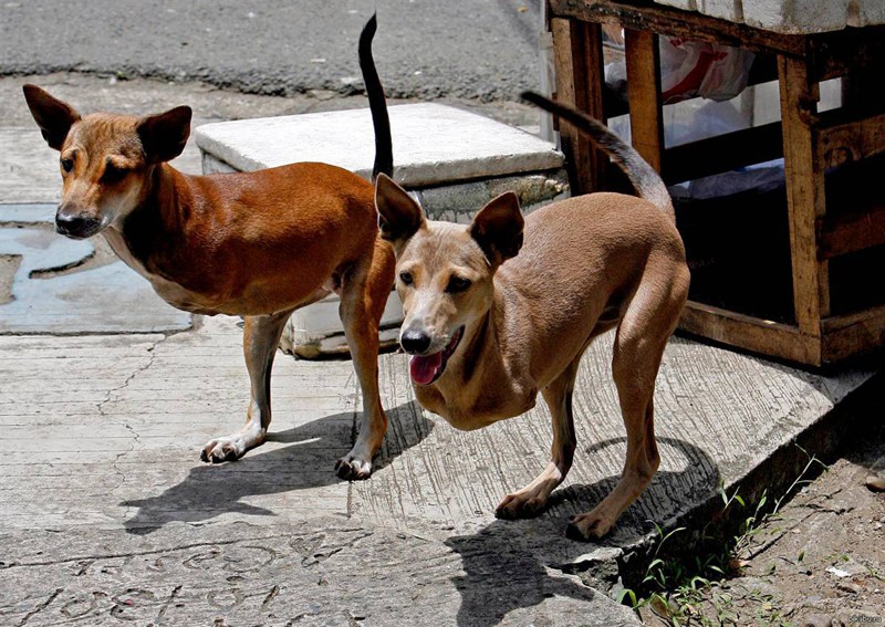 18. Собаки родившиеся без передних лап Поразительное, странное, удивительное, фото, фотошоп