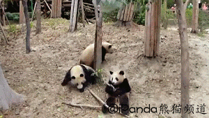 Почему панды находятся по угрозой исчезновения