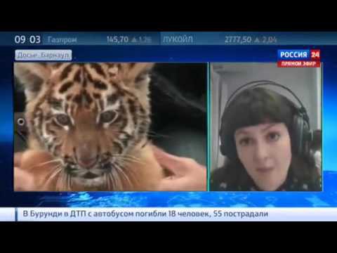 Тигр Амур напал на школьницу в барнаульском зоопарке Тигр Амур напал на школьницу в барнаульском зоопарке