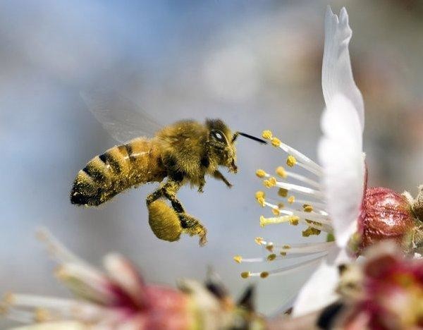 1. Как узнать медоносную пчелу животные, насекомые, пчёлы, факты