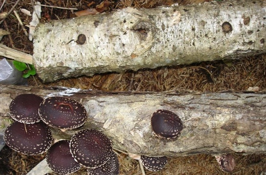 Молния для гриба в качестве удобрения? занимательные факты, факты
